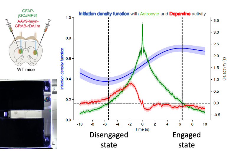 Dual-fiber photometry schematic in mouse striatum alongside traces of astrocyte and dopamine activity across the disengaged-to-engaged state transition.
