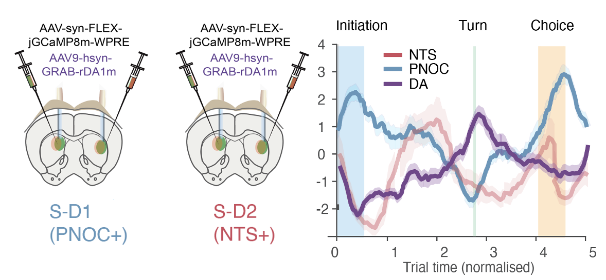 Viral targeting schematics for S-D1 (PNOC+) and S-D2 (NTS+) neurons alongside normalized activity traces across initiation, turn and choice epochs.